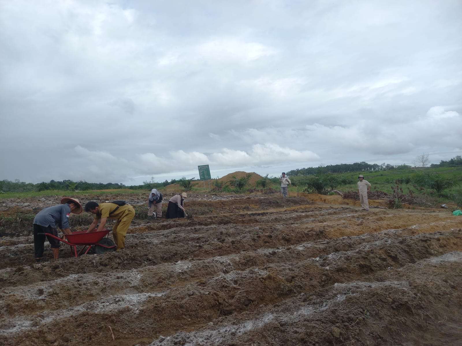 Pembuatan guludan dan pemberian kapur untuk persiapan tanam jagung