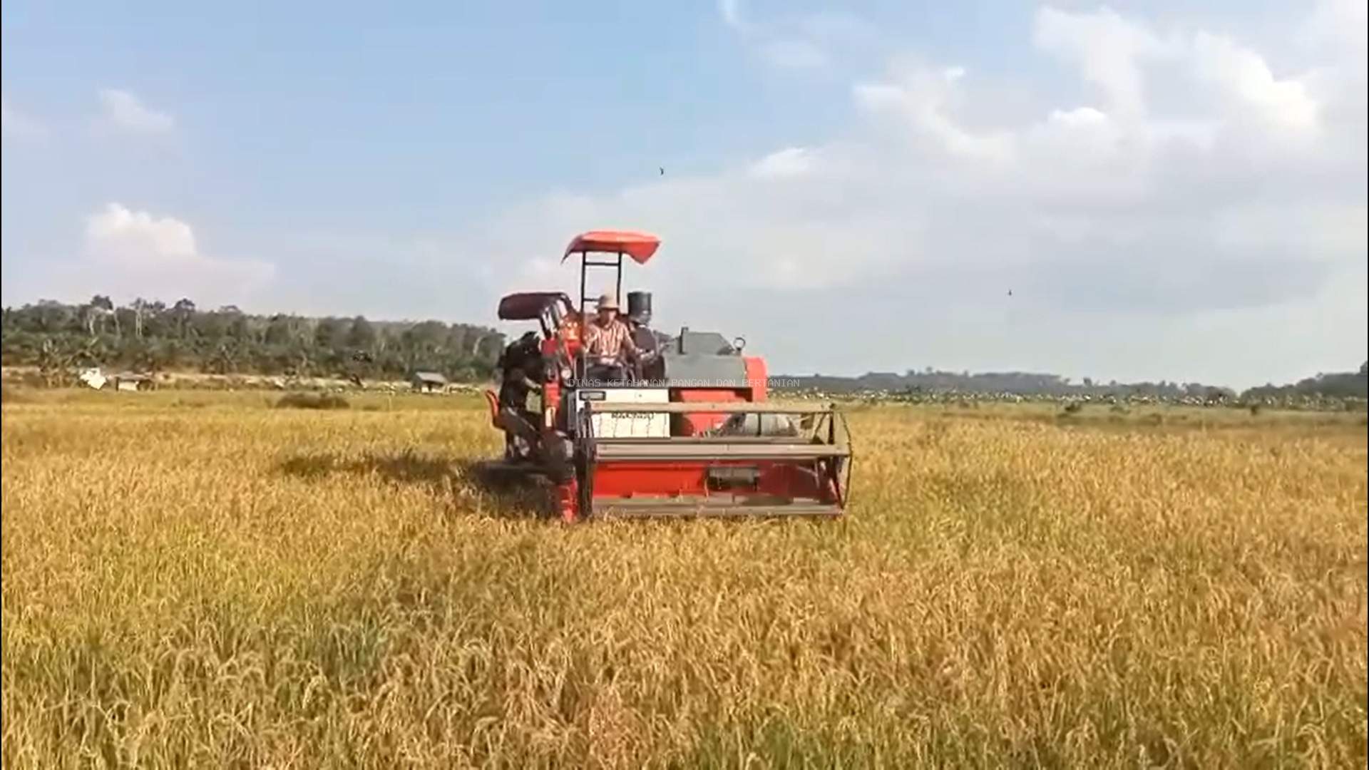 Pemanfaatan Combine Harvester di Desa Buyan Kelumbi Tingkatkan Efisiensi Panen dan Dukung Modernisasi Pertanian Bangka Barat