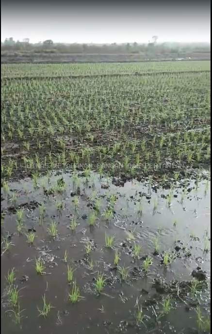 Sinergi Ketahanan Pangan, DKPP Bangka Barat Apresiasi Dukungan BWS Bangka Belitung Atasi Kekeringan Sawah